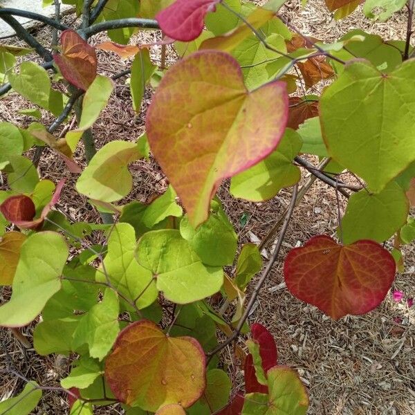 Cercis canadensis List