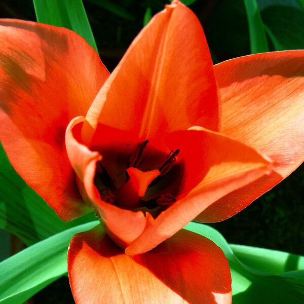 Tulipa agenensis Flower