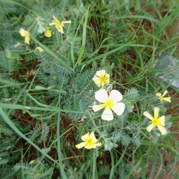 Tribulus zeyheri Lorea