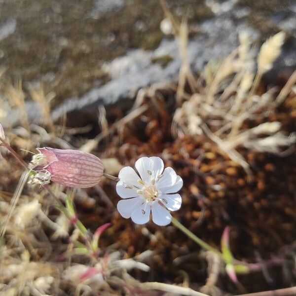 Silene uniflora Blomst