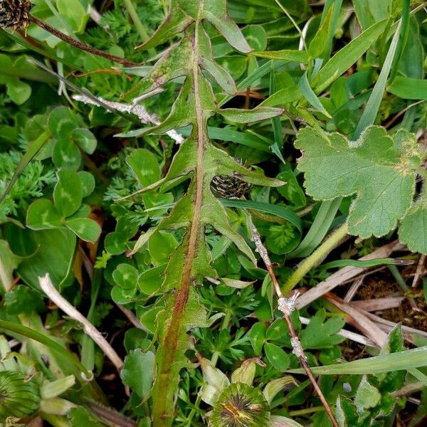 Taraxacum campylodes पत्ता