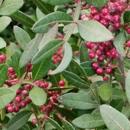 Pistacia lentiscus Fruit