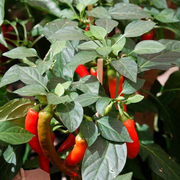 Capsicum frutescens 果實