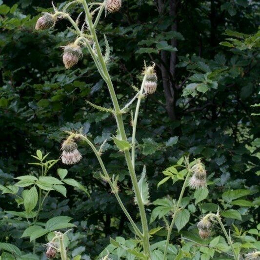 Cirsium carniolicum Habitus