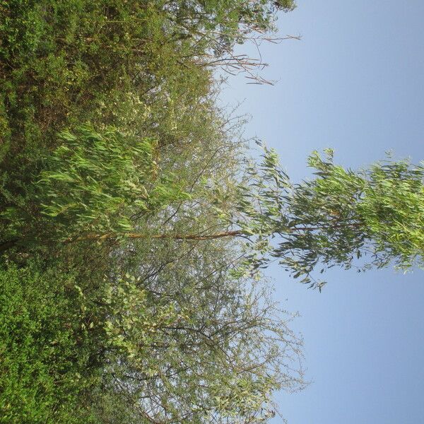 Eucalyptus alba Habit
