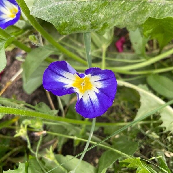 Convolvulus tricolor 花