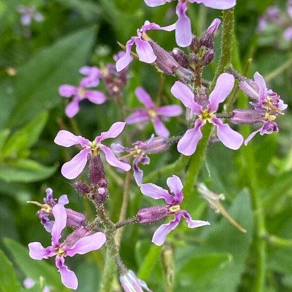 Chorispora tenella 花