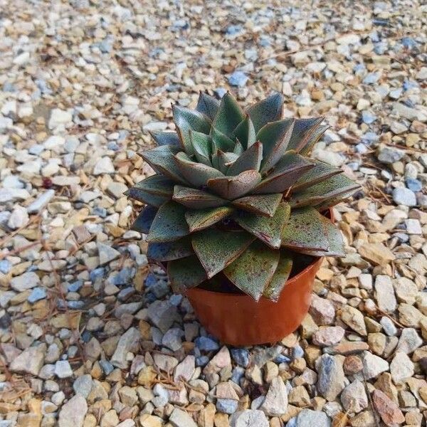 Echeveria purpusiorum Leaf