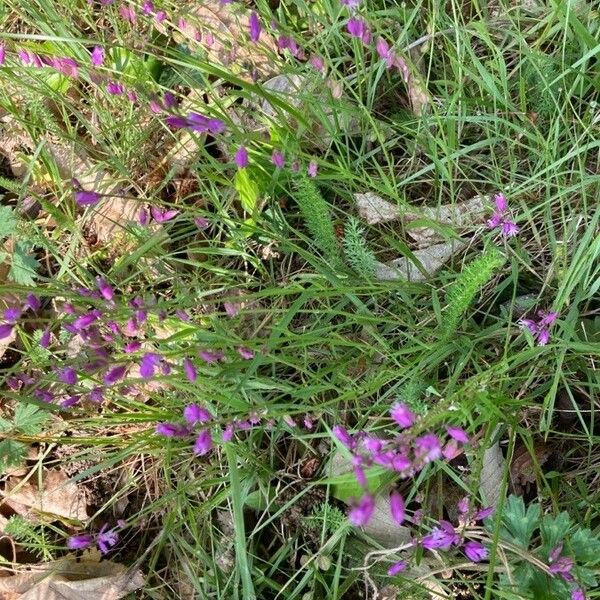 Polygala major Fleur