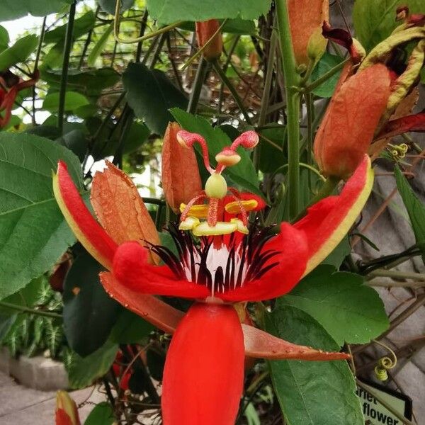 Passiflora miniata Flors