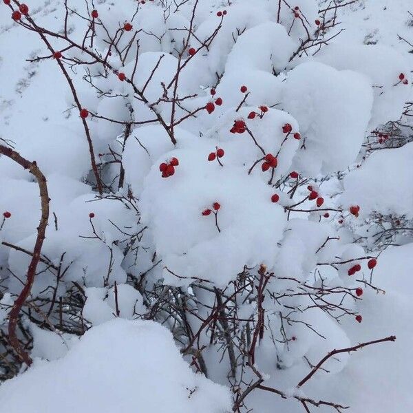 Rosa dumalis Flors