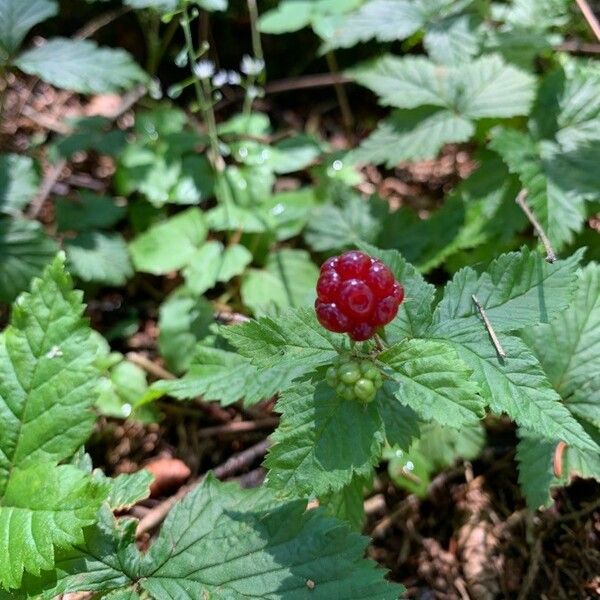 Rubus arcticus Vrucht