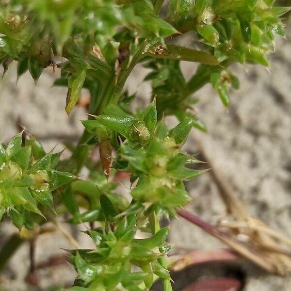 Salsola tragus 葉