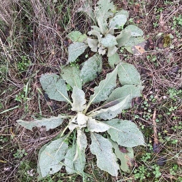 Verbascum boerhavii Лист