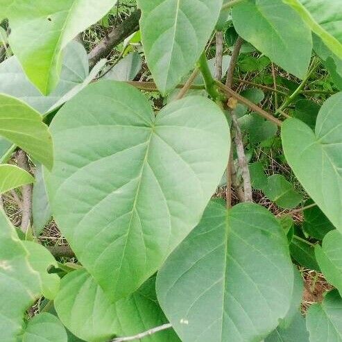 Ipomoea carnea ᱥᱟᱠᱟᱢ