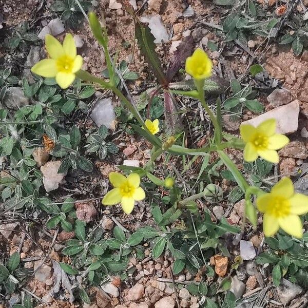 Centaurium maritimum Flor