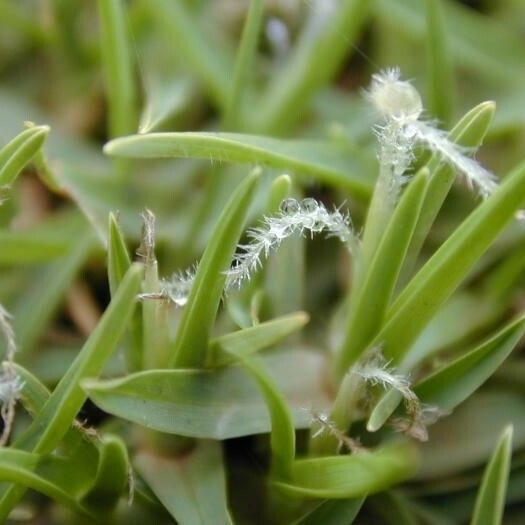 Pennisetum clandestinum Фрукт