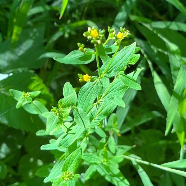 Hypericum punctatum Flower