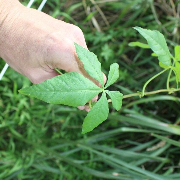 Ipomoea hochstetteri Liść