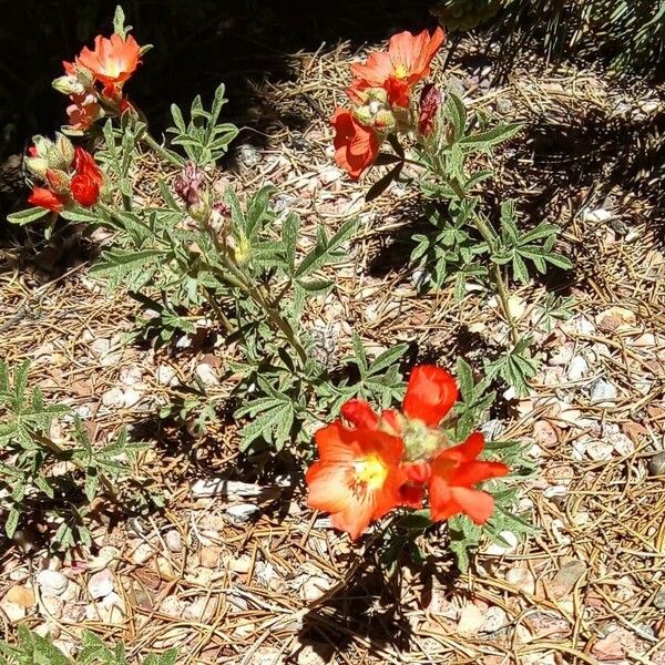 Sphaeralcea coccinea Õis