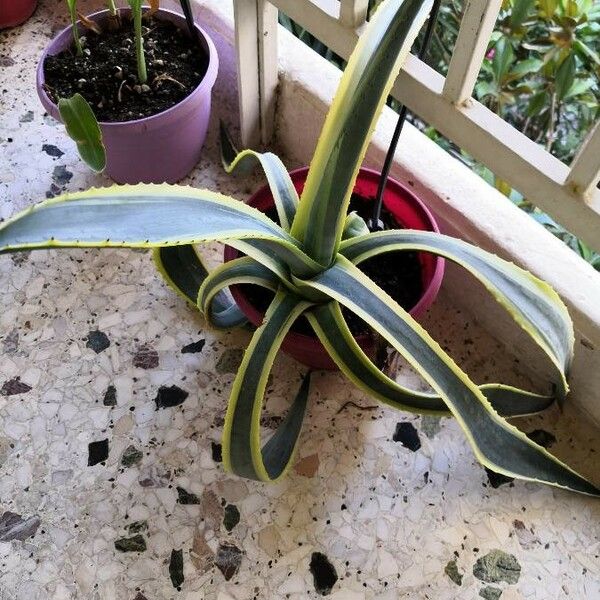 Agave americana Листок