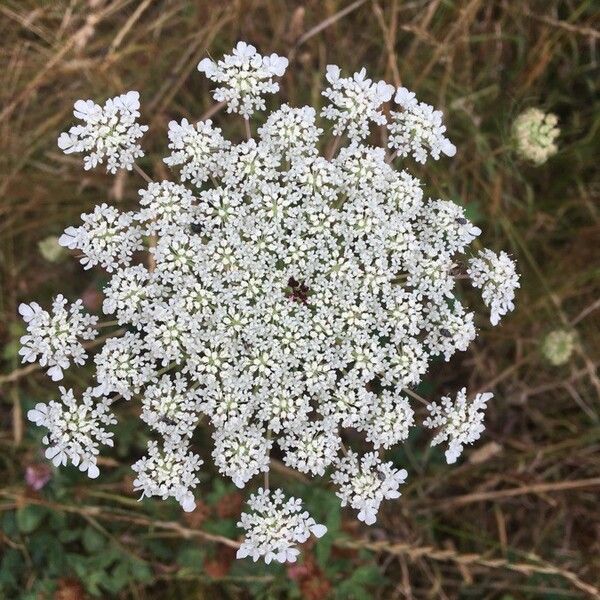 Daucus carota Kukka