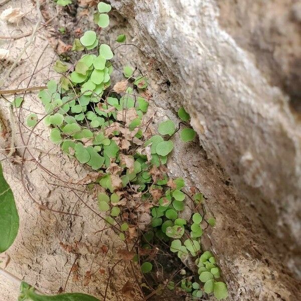 Adiantum philippense Frunză