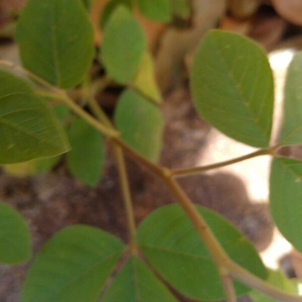 Crotalaria pallida Folha