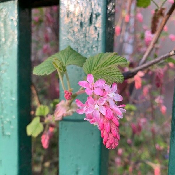 Ribes sanguineum Flor