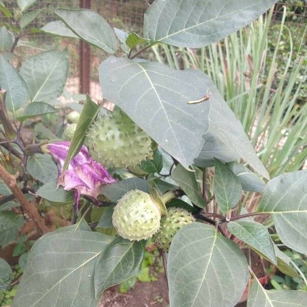 Datura metel Altres