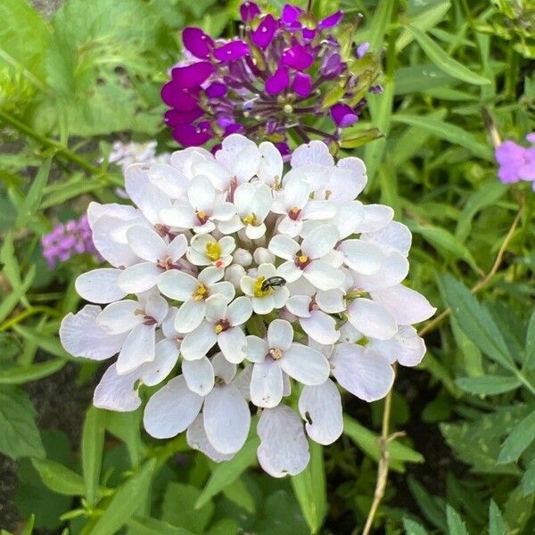 Iberis umbellata Floare