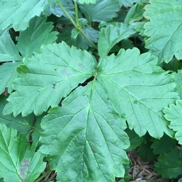 Rubus arcticus Hoja