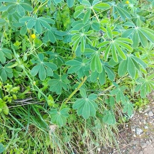 Lupinus albus عادت