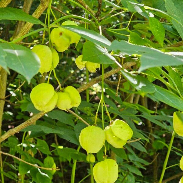 Staphylea pinnata ᱵᱟᱦᱟ