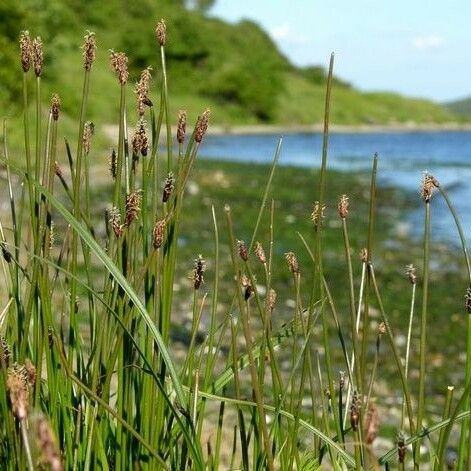 Eleocharis uniglumis Habitus