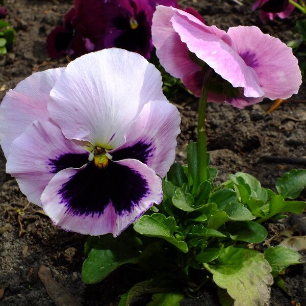 Viola × wittrockiana Flower