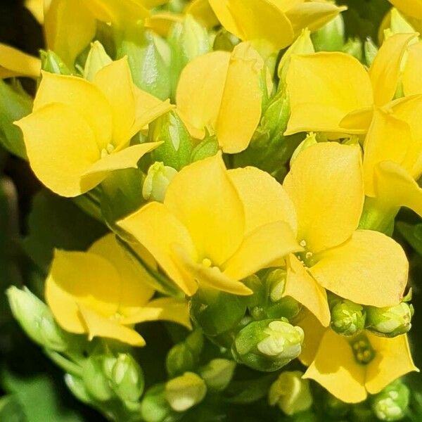 Kalanchoe blossfeldiana Fleur