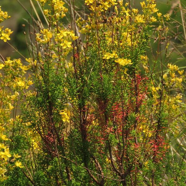 Hypericum empetrifolium برگ