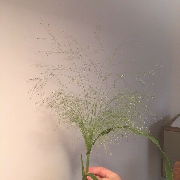 Panicum capillare Fulla