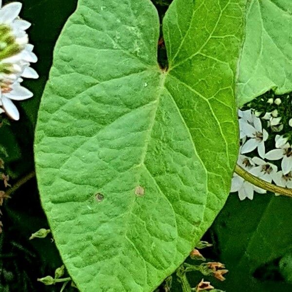 Lysimachia clethroides Leaf