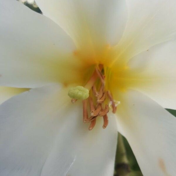 Rhododendron gardenia Kvet