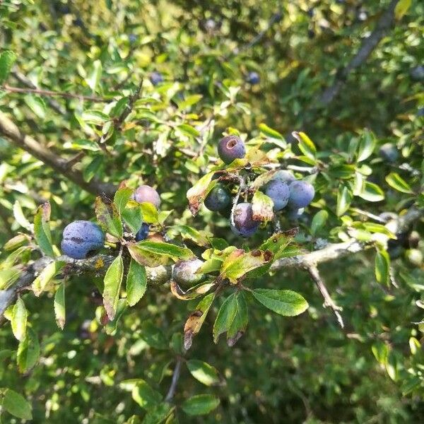 Prunus spinosa Hoja