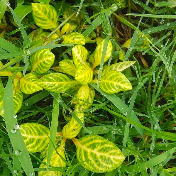 Iresine diffusa Leaf