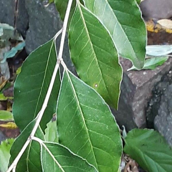 Elaeagnus umbellata Folio