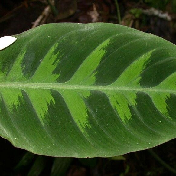 Goeppertia warszewiczii Leaf