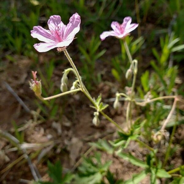 Geranium viscosissimum Virág