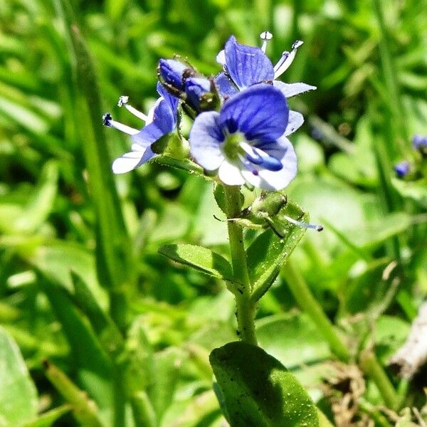 Veronica serpyllifolia Blomst