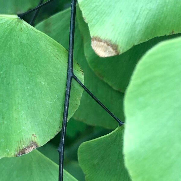 Adiantum peruvianum Leaf