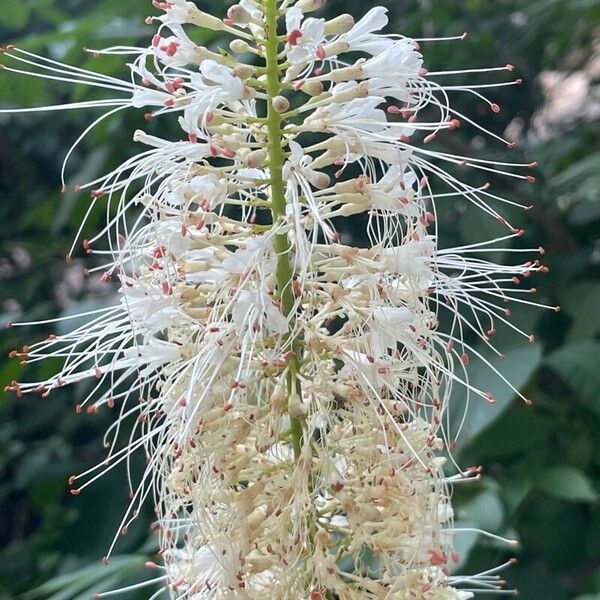 Aesculus parviflora 花