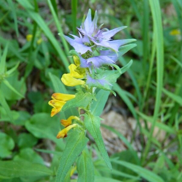 Melampyrum nemorosum 其他